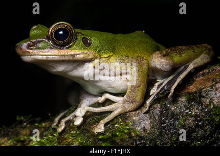 A poison rock frog (Odorrana hosii) found at night in a tropical jungle in Bornean Malaysia. Stock Photo