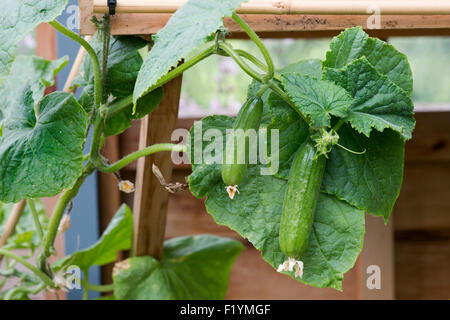 Cucumis Sativus. Cucumber picolino fruit on the vine in a greenhouse Stock Photo
