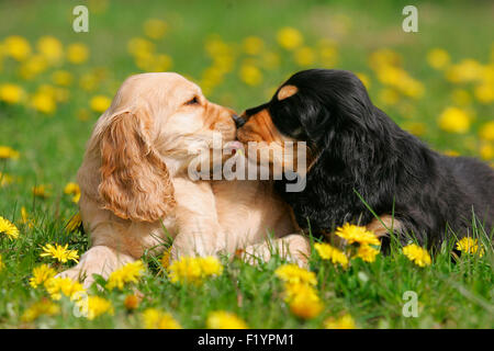 English Cocker Spaniel Two puppies lying flowering meadow licking each others snout Germany Stock Photo