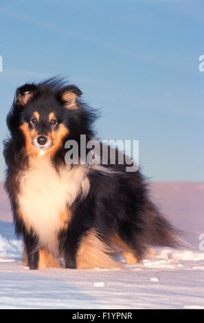 Shetland Sheepdog Shetland Collie Adult standing snow Germany Stock Photo