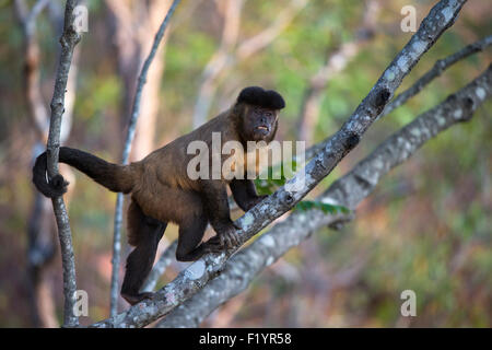 Tufted Capuchin (Cebus apella) Male climbing tree Piaui State Brazil Stock Photo