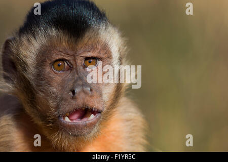 Tufted Capuchin (Cebus apella) Portrait of juvenile Piaui State Brazil Stock Photo