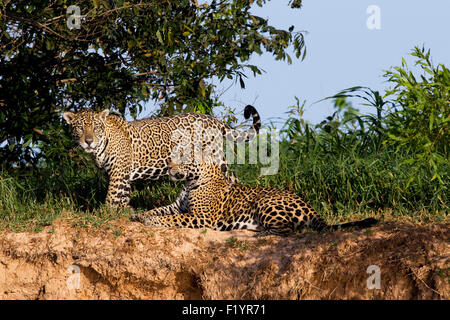 Jaguar (Panthera onca) Couple riverbank Pantanal Brazil Stock Photo