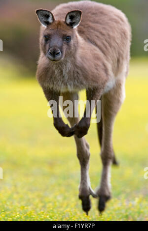 Western Grey Kangaroo (Macropus fuliginosus) Adult hopping Kangaroo Island Flinders Chase National Park Australia Stock Photo