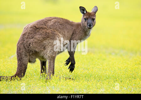 Western Grey Kangaroo (Macropus fuliginosus) Adult standing yellow flowers Kangaroo Island Flinders Chase National Park Australi Stock Photo