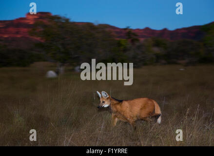 Maned Wolf (Chrysocyon brachyurus) Solitary hunter of Cerrado grassland habitat Piaui Brazil Stock Photo