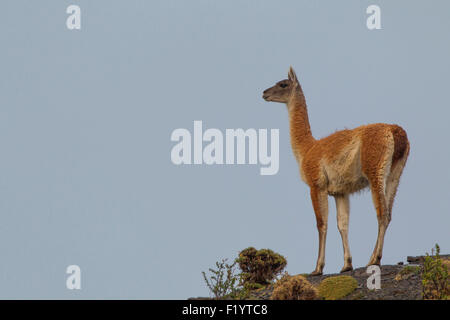 Guanaco (Lama guanicoe)  Adult standing rock Torres del Paine National Park Chile Stock Photo