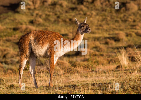 Guanaco (Lama guanicoe) Adult standing at Torres del Paine National Park Chile Stock Photo