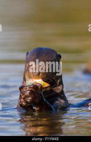 Giant Otter (Pteronura brasiliensis) eating fish Pantanal Brazil Stock Photo