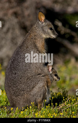 Tammar Wallaby (Macropus eugenii) Female joey pouch South Australia Kangaroo Island Stock Photo