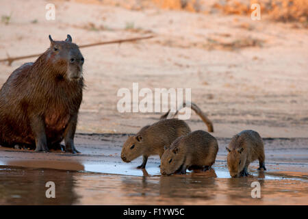 Capybara (Hydrochoerus hydrochaeris) Mother young riverbank Pantanal Brazil Stock Photo