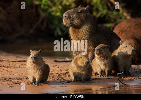 Capybara (Hydrochoerus hydrochaeris) Family young sandbank Pantanal Brazil Stock Photo