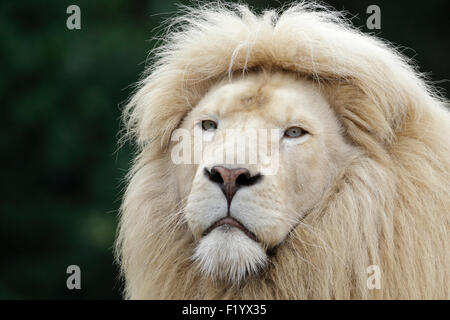 Male leucistic white lion (Panthera leo krugeri) rare morph with a ...
