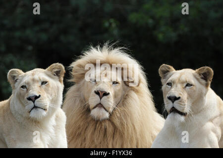 White Lion (Panthera leo) Portrait of male two females Stukenbrock Safari Park Germany Stock Photo
