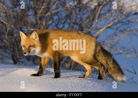 Red Fox (Vulpes vulpes) standing snow Hudson Bay Canada Stock Photo