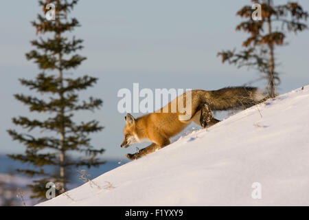 Red Fox (Vulpes vulpes) running down snowy slope Hudson Bay Canada Stock Photo
