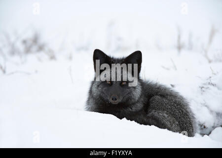 Silver Fox (Vulpes vulpes) melanistic form of North American Red Fox lying snow Hudson Bay Canada Stock Photo