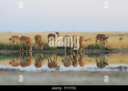 Wild Saiga antelopes at watering in morning steppe Stock Photo