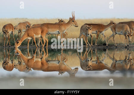 Wild Saiga antelopes at watering in morning steppe Stock Photo