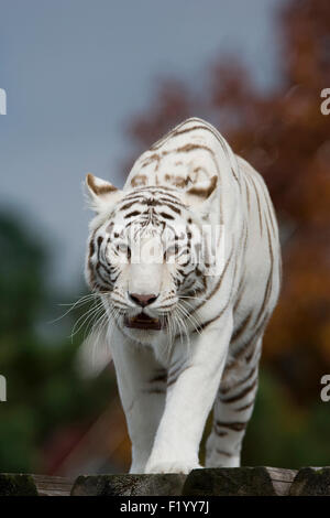 White Bengal Tiger (Panthera tigris) Adult walking towards camera Stukenbrock Safari Park Germany Stock Photo