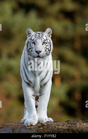 White Bengal Tiger (Panthera tigris) standing rock Stukenbrock Safari Park Germany Stock Photo