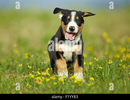 Entlebuch Mountain Dog. Puppy running in a flowering meadow Germany Stock Photo