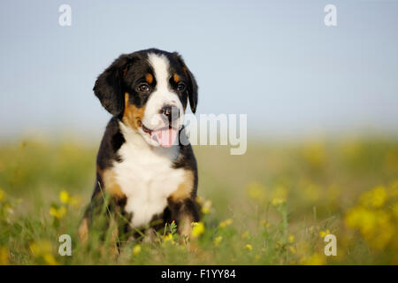 Entlebuch Mountain Dog Puppy sitting flowering meadow Germany Stock Photo