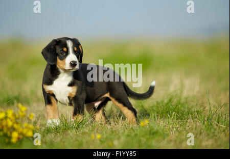 Entlebuch Mountain Dog. Puppy standing on a flowering meadow Germany Stock Photo