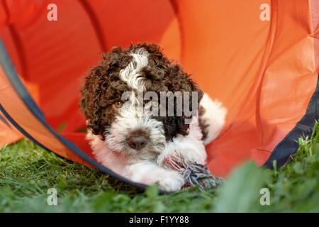 Lagotto Romagnolo Puppy lying tunnel Germany Stock Photo