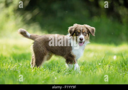 Australian Shepherd Puppy walking grass Germany Stock Photo