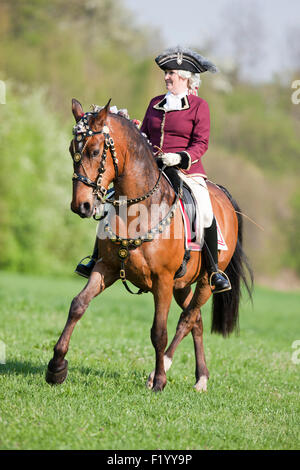 Bay Lipizzan horse Maestoso rider baroque costume showing half-pass trot Austria Stock Photo