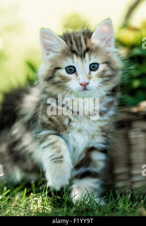 Norwegian Forest Cat Tabby kitten sitting next to wicker basket Germany Stock Photo
