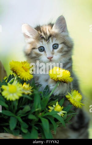 Norwegian Forest Cat Tabby kitten behind yellow Straw Daisies Germany Stock Photo