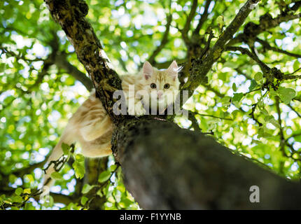 Norwegian Forest Cat Tabby kitten climbing tree Germany Stock Photo