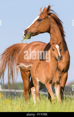 Arabian Horse Chestnut mare foal standing pasture Austria Stock Photo