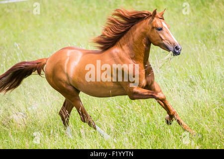 Cross-breed Spanish Horse Cruzado Chestnut stallion galloping pasture Germany Stock Photo