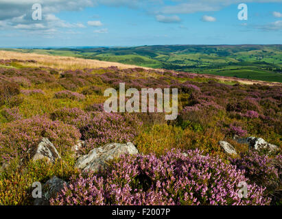 Heather on the Stiperstones, looking towards the Long Mynd, Shropshire Hills, Shropshire, England. Stock Photo
