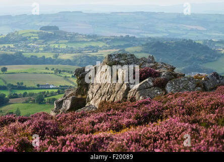 Purple heather amid the quartzite rock on the Stiperstones in the Shropshire Hills, looking to Bromlow Callow. Stock Photo