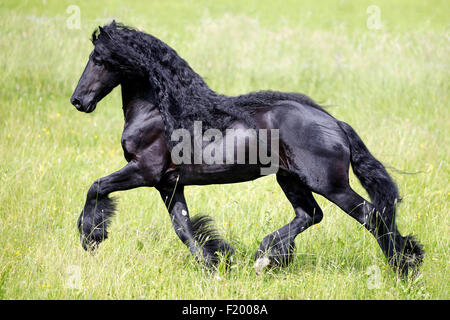 Frisian Horse Black stallion trotting pasture Germany Stock Photo