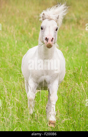 Welsh Mountain Pony Section Gray stallion galloping pasture Germany Stock Photo