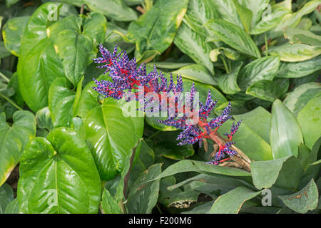 Bromeliad: Aechmea sp. Stock Photo