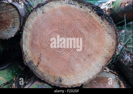 Cut end of a pine log showing uneven and lopsided concentric growth rings; the tree is 42 years old. Stock Photo