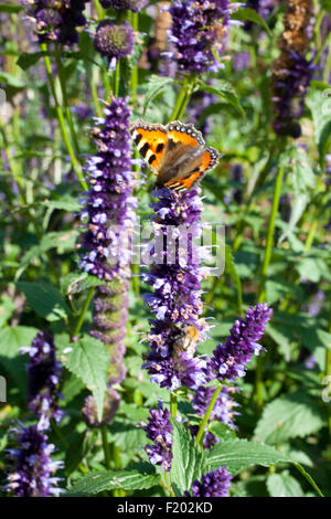Agastache 'Black Adder' with a butterfly feeding on the flowers. Stock Photo