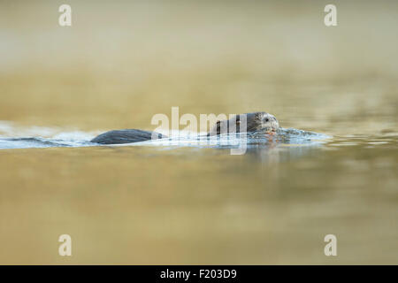 Coypu / River rat / Nutria ( Myocastor coypus ) swims in a hurry through nice colored water. Stock Photo