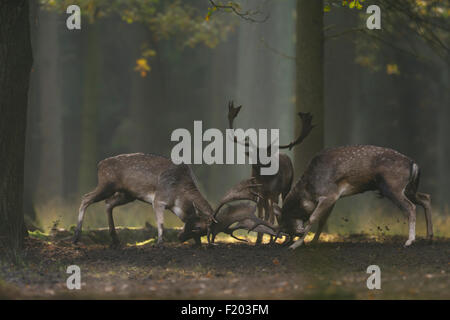 Dama dama / Fallow Deer / Damhirsche fighting with each other in midst of a natural forest. Stock Photo