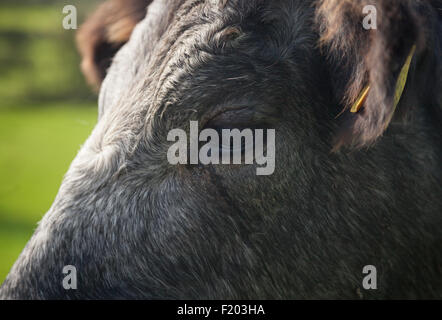 Close up of a black & grey cow's face / eye which is standing in a lush green field near Aberdaron, Llyn Peninsula, Wales Stock Photo