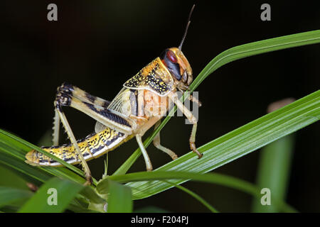 Desert Locust (Schistocerca Gregaria) Stock Photo