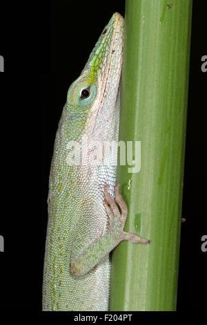 Anole Lizard (Anolis Carolinensis) Stock Photo