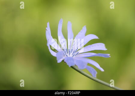 Common chicory, Cichorium intybus, is a somewhat woody, perennial herbaceous plant usually with bright blue flowers. Stock Photo