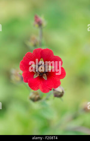 Potentilla Gibsons Scarlet flowers. Cinquefoil Stock Photo